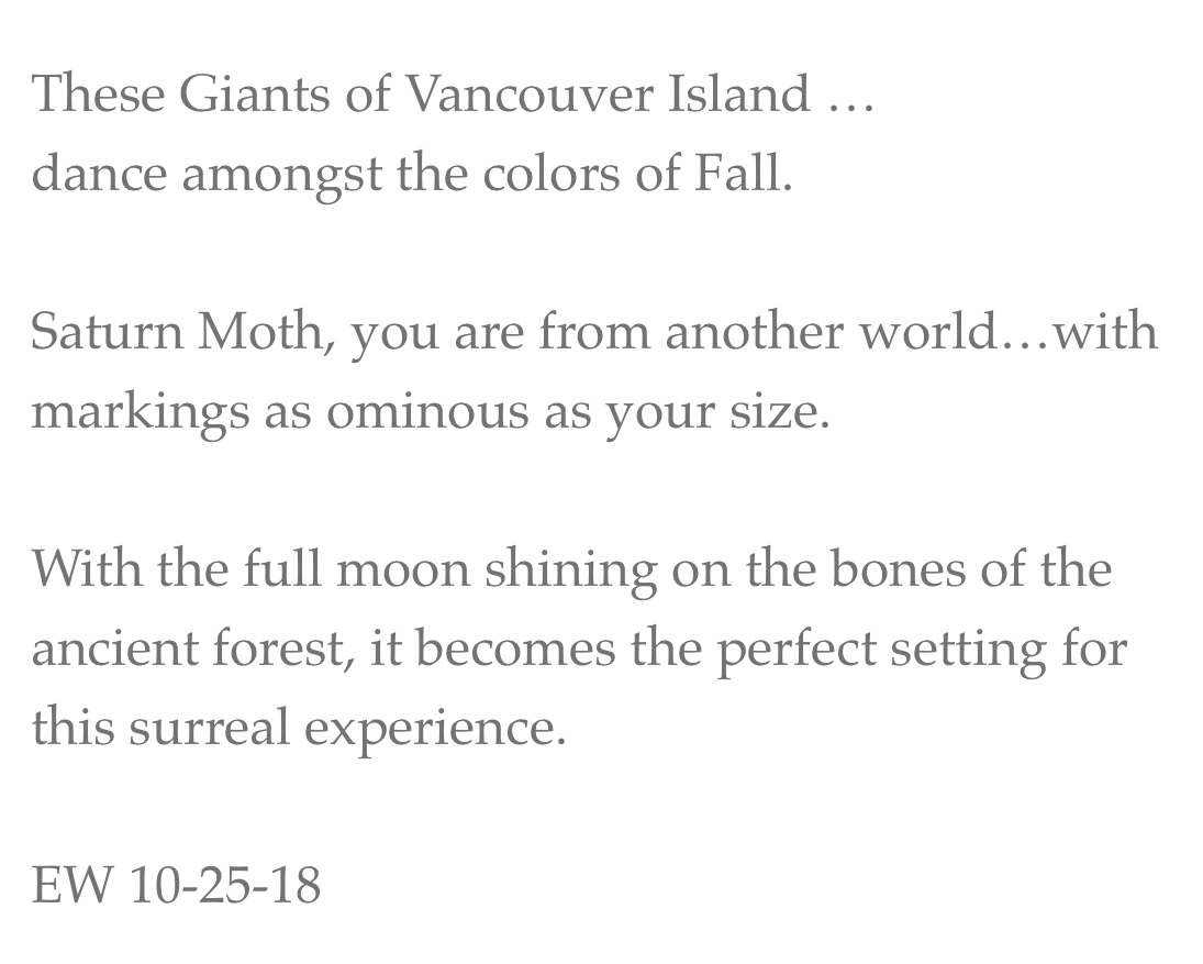 The Giants of Vancover Island